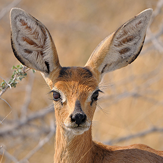 Etosha - Steenbok